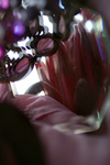 Flowers Set 08 - 43