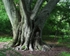 Tree of Souls 2 11 x 14