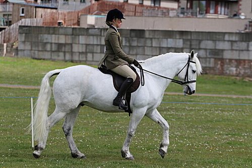 Neighfield Pony Shows