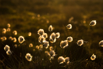 Backlit