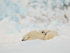 Polar Bear family sleeping, Svalbard, Norway