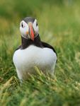 Atlantic Puffin, Farne Islands, Northumberland