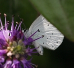 Large White?