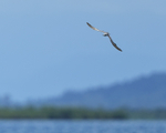 Black Tern portfolio