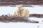 Polar Bear fends off another with paw during sparring, Churchill