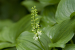 False lily-of-the-valley