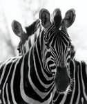 Burchells Zebra duo 