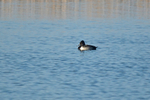 Ring-necked Duck