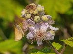 Essex Skipper