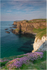 Dunluce Castle Sea Pinks (IMG1227)