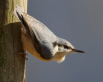 Nuthatch, Holton Heath, Dorset