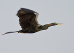 Anhinga