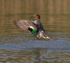 Teal (male) flapping its wings