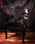 dogs-13