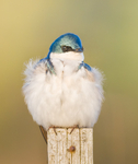 Tree Swallow Project portfolio