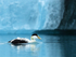 Eider, blue iceberg background, Jokulsarlon, Iceland