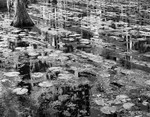 1668 - Lilypads - Shadows  Reflections