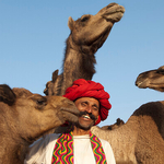 Smiling Man with camels at Pushkar Camel Fair Rajasthan India
