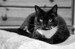 Cats Eyes