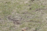 BVHT 140517 N-378