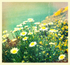 Flower Power