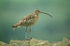 Curlew