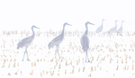 Sandhill Cranes In Spring Snow