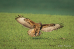 Preparing to land! - Buzzard (Buteo Buteo)