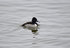 Ring-necked Duck