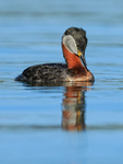 Red-necked Grebe, Farmoor Reservoir
