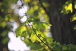 Leafs   _ WOOD_026