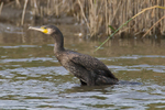 Cormorant at the first screen, Otmoor