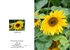 Summer 8. Sunflower