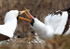 Nazca Booby courtship