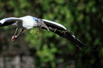 Flying Wood Stork carrying nest material, Wakodahatchee Wetlands