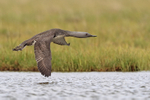 Red-throated Diver flying low over water, Floi, Iceland