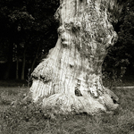 Tree Trunk
