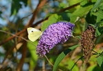 Small White