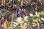 Male Tiger moving through undergrowth, Panna, Madhyra Pradesh, India