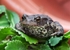 Toad in the Hole