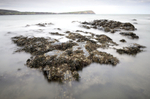 Newport Seaweed and Shells Pembrokeshire