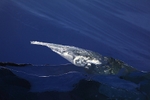 Iceberg  0273
