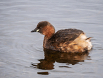 Little Grebe