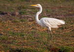 Yellowbilled Egret
