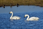 Bewick's Swans