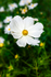 White Cosmos - DSC_7542