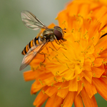 Hungry Hoverfly