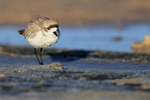 Puna Plover portfolio