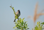 Reed Bunting