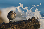 Purple Sandpiper portfolio